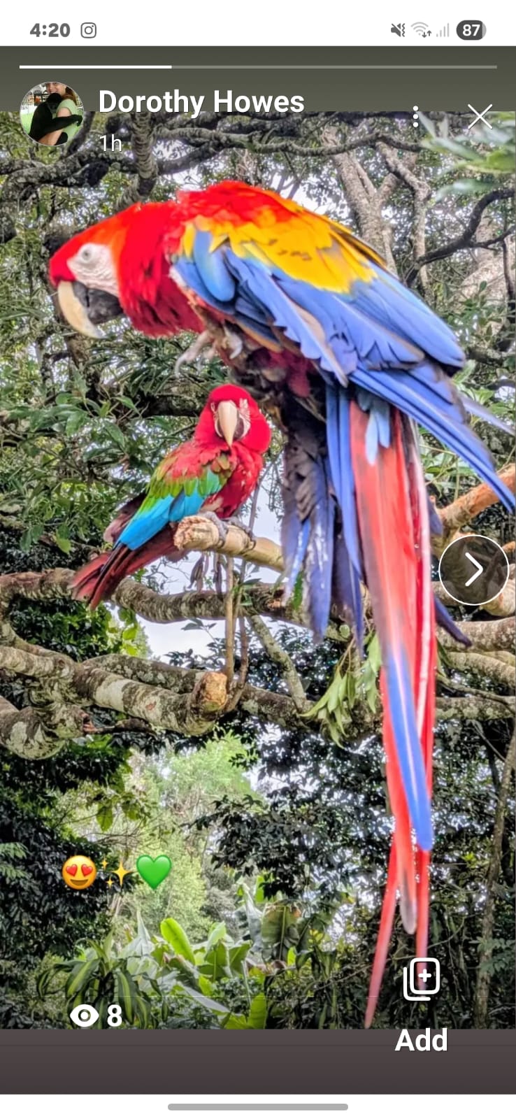 Casey and Patron, macaws at Jungla de Panama