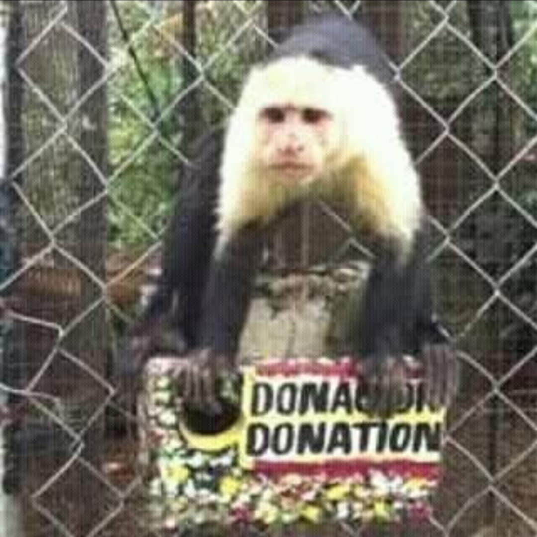 White-faced capuchin monkey by the Jungla de Panama donation sign
