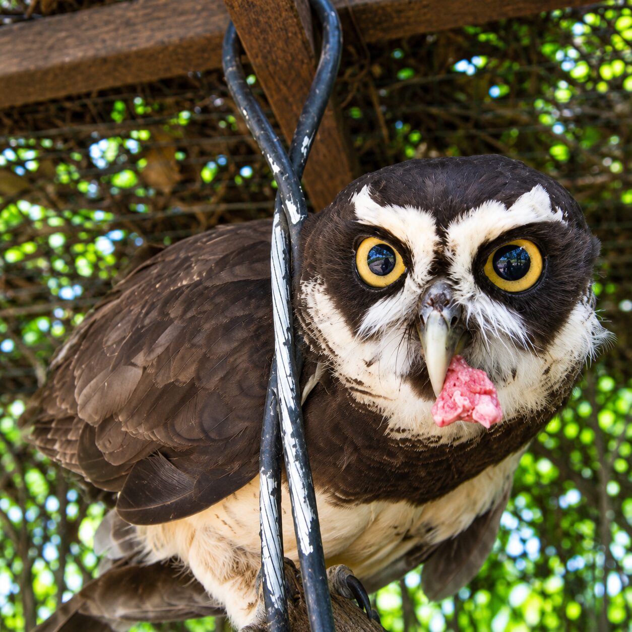 Owl perched among the trees at Jungla de Panama