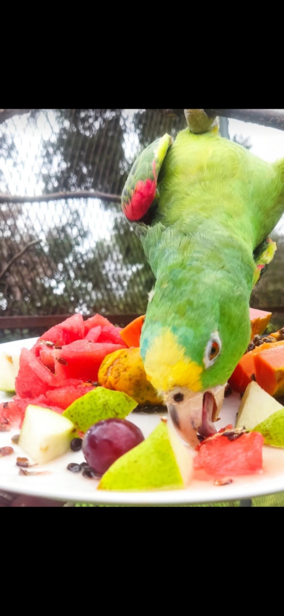 Parrot eating fresh fruit at Jungla de Panama