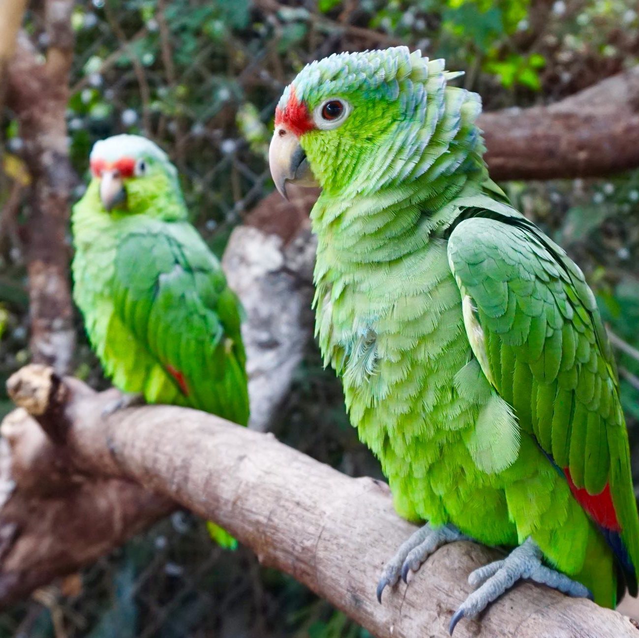 Rescued parrots at Jungla de Panama