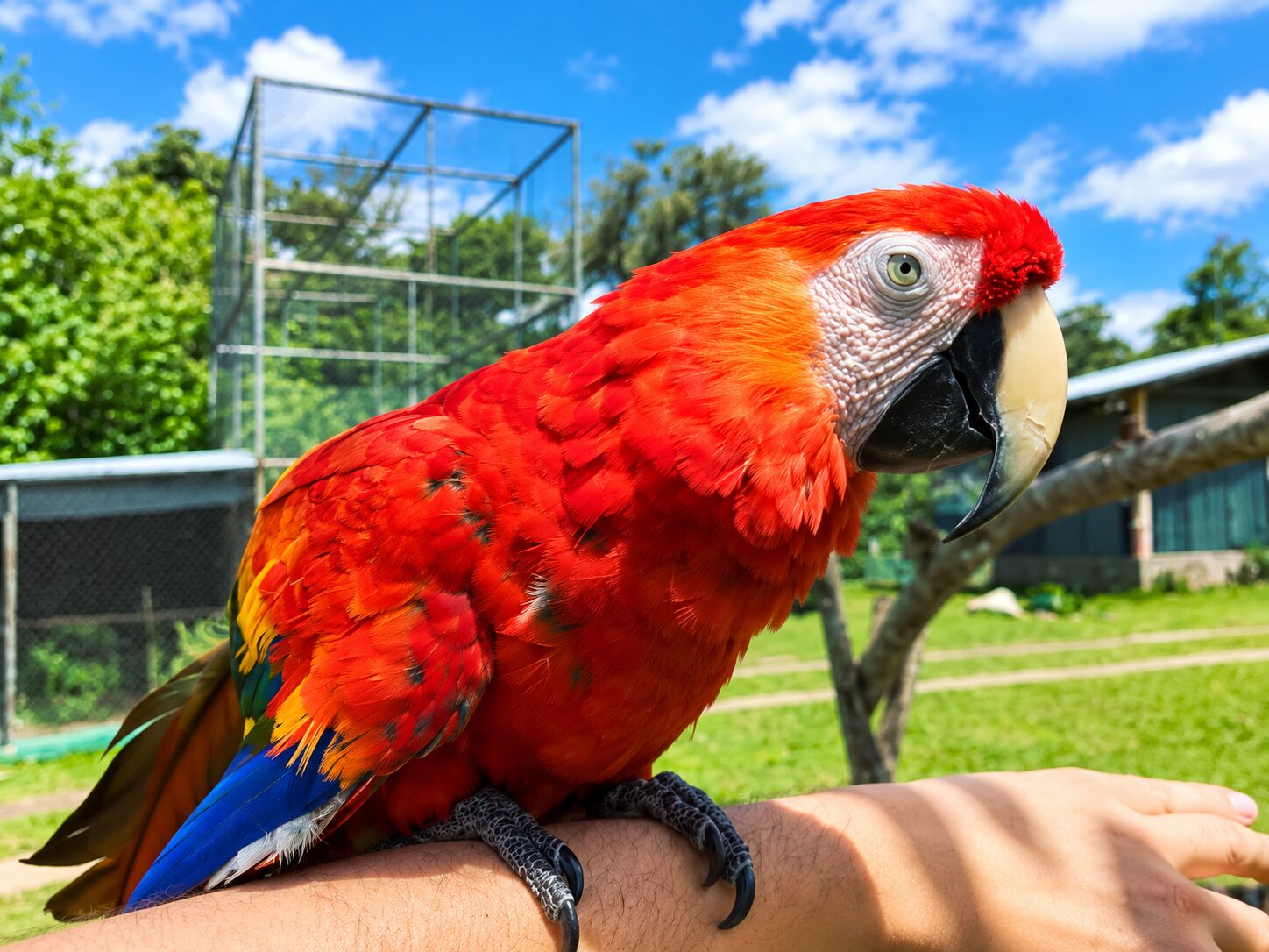 Scarlet macaw at Jungla de Panama