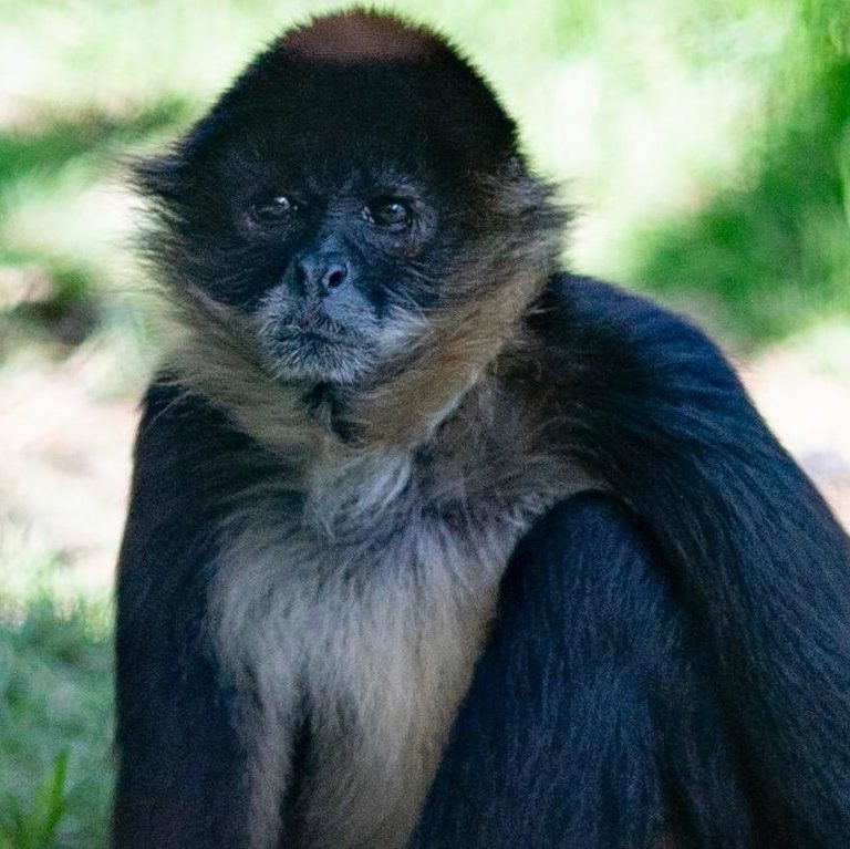 A rescued monkey at Jungla de Panama